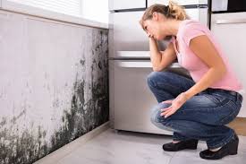 Mold Removal & Remediation